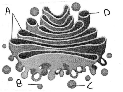 Question Image 3